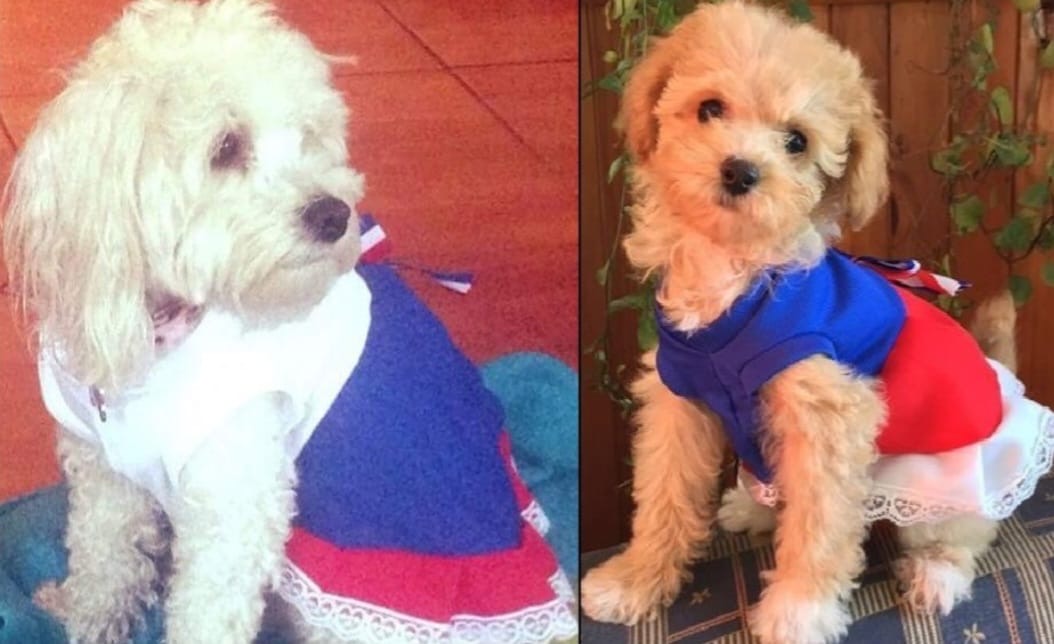 Traje de perrita